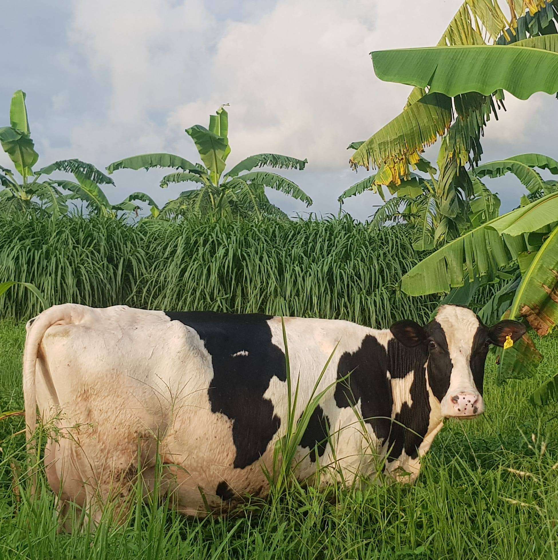 Diploma in Agriculture (Animal Science)