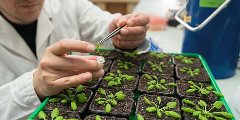 Pre-Diploma in agriculture ( plant science)