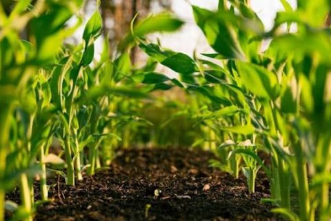 Pre-Diploma in agriculture (animal science)