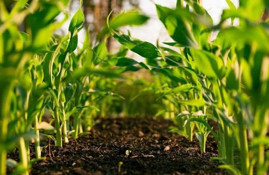 Pre-Diploma in agriculture (animal science)